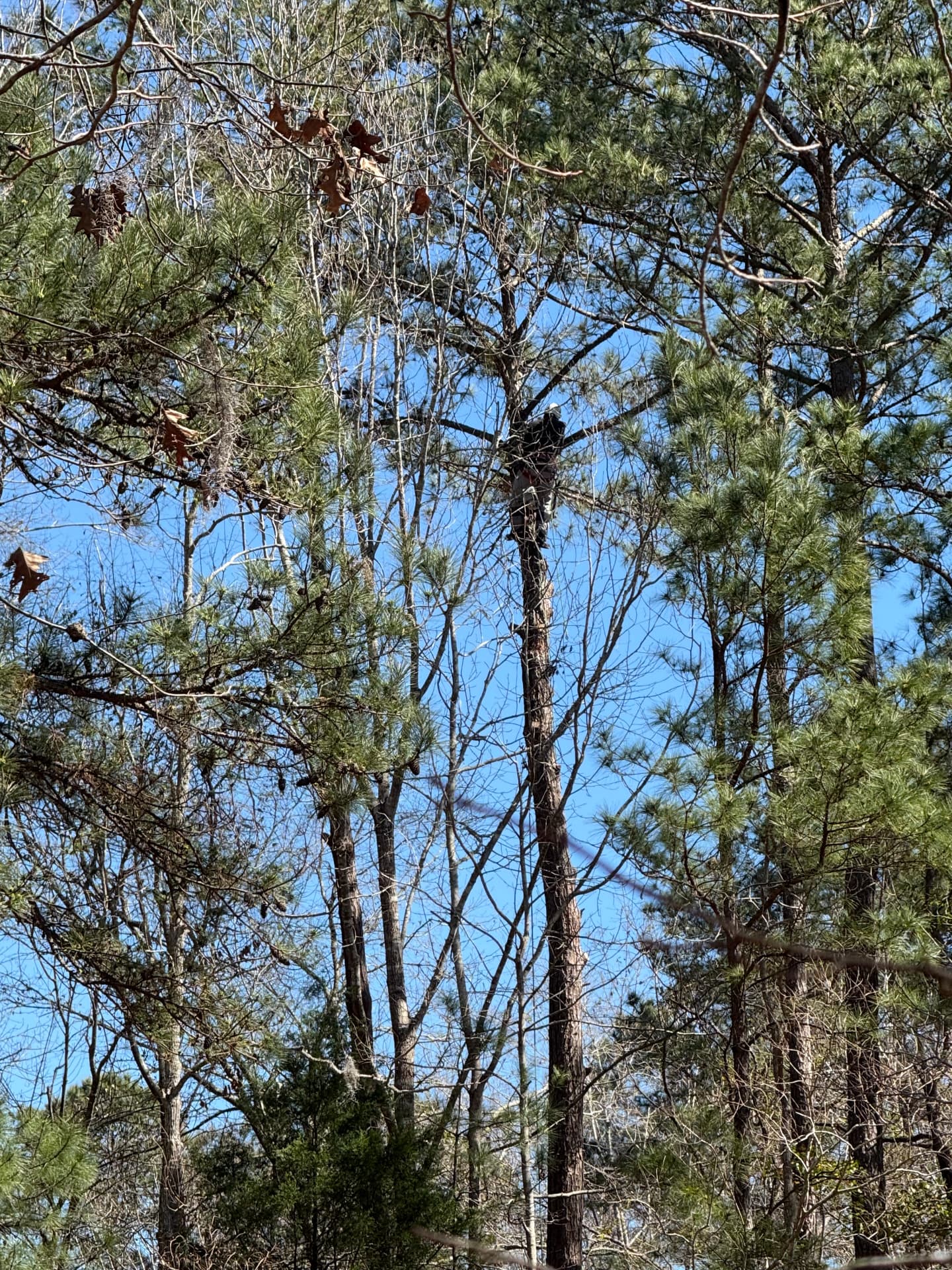 Tree Removal