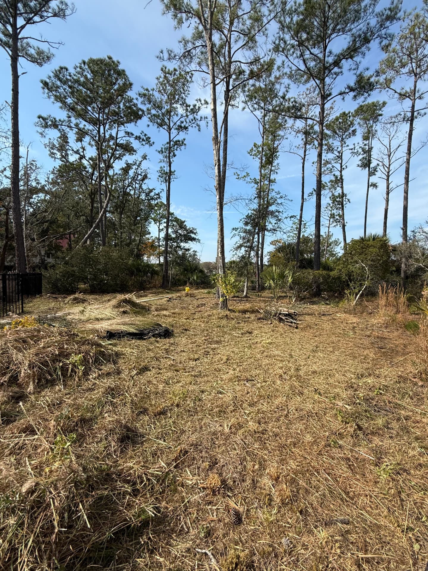 Cleared lot with pines standing and brush removed
