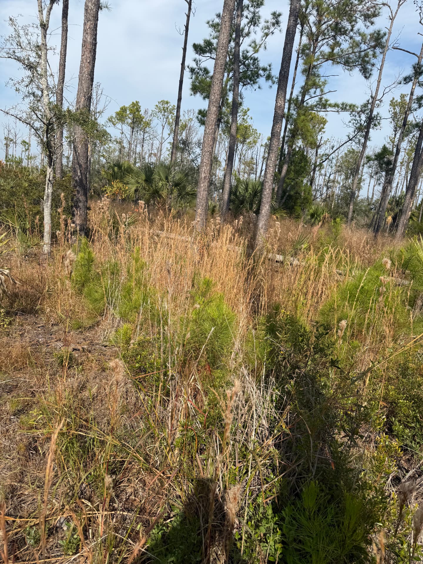 Overgrown wooded lot with tall pines and dense brush